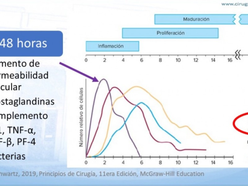Diapositiva 3 de Cicatrización normal y patológica