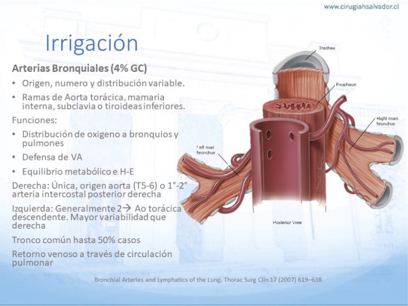 Diapositiva 17 de Anatomía Quirúrgica: Pulmón y Bronquios