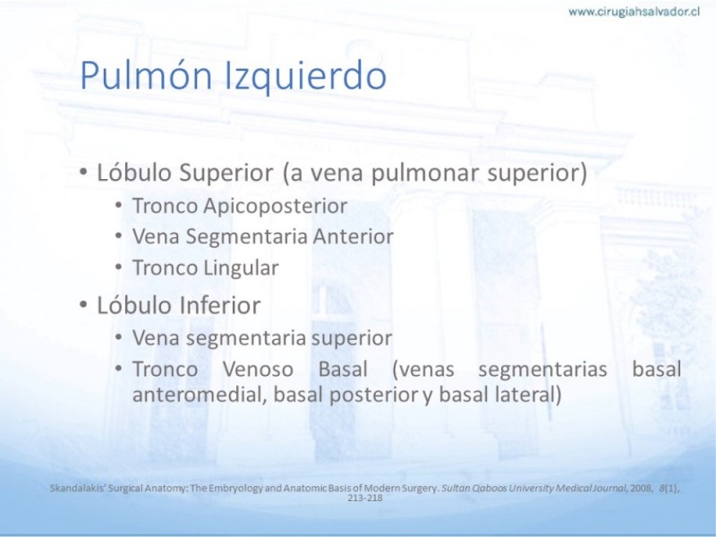 Diapositiva 14 de Anatomía Quirúrgica: Pulmón y Bronquios