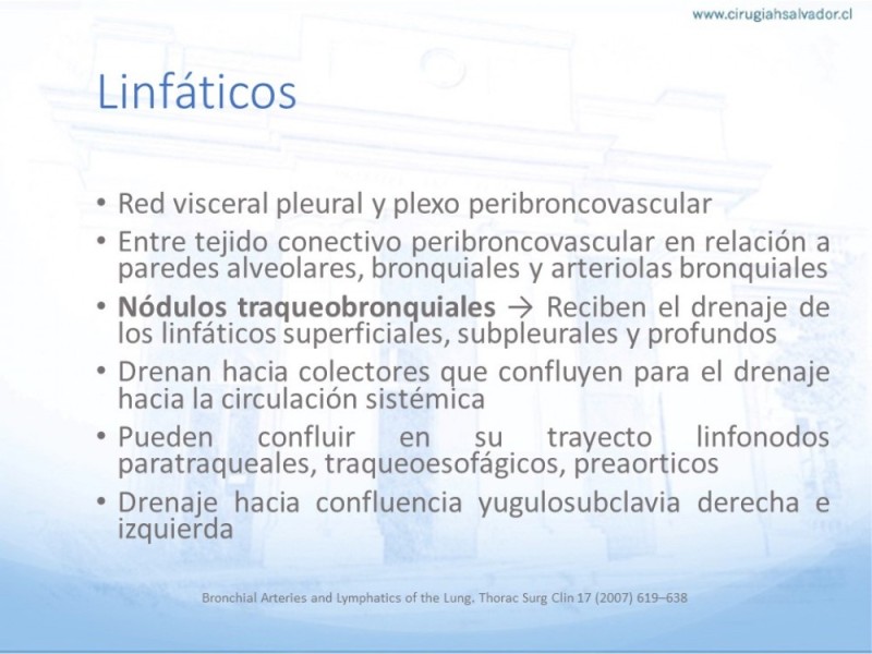 Diapositiva 18 de Anatomía Quirúrgica: Pulmón y Bronquios
