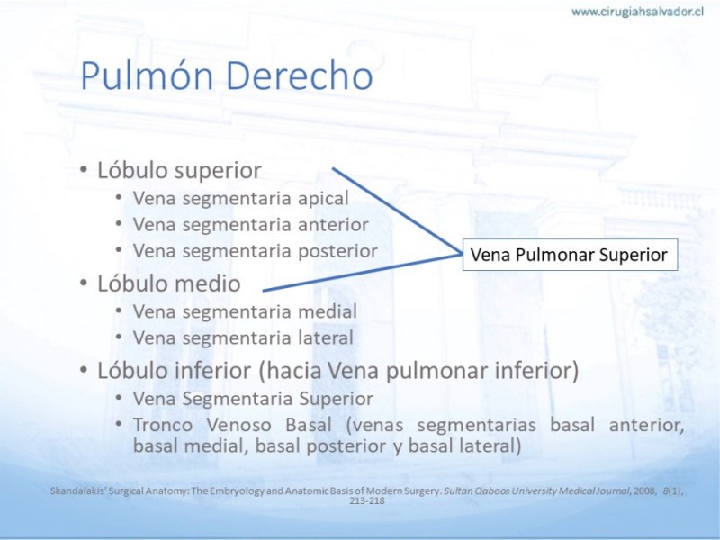 Diapositiva 13 de Anatomía Quirúrgica: Pulmón y Bronquios