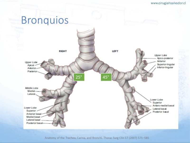 Diapositiva 16 de Anatomía Quirúrgica: Pulmón y Bronquios