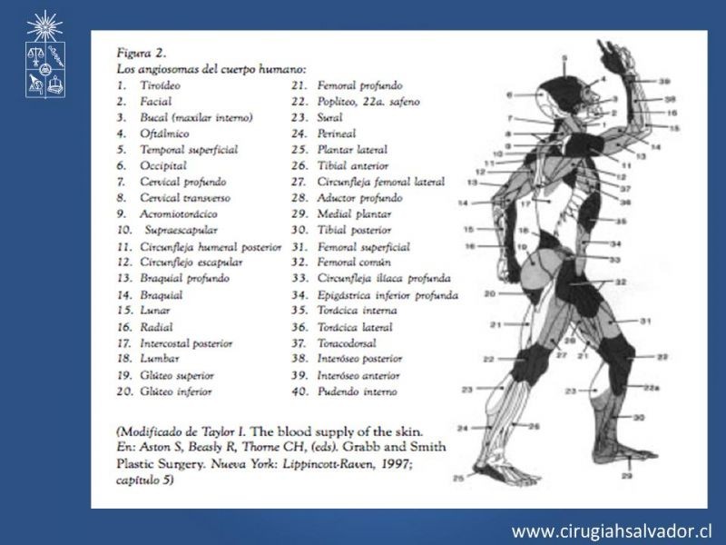 Diapositiva 5 de Colgajos