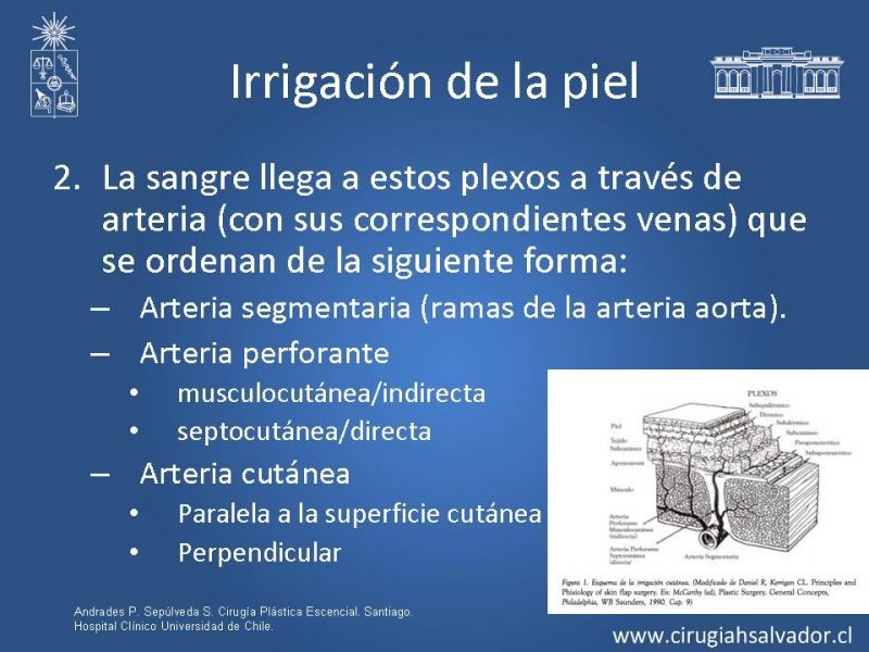 Diapositiva 3 de Colgajos
