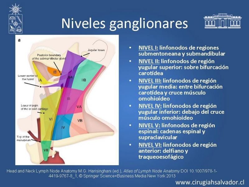 Diapositiva 4 de Adenopatía Cervical. Estudio y Manejo