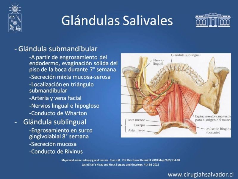 Diapositiva 3 de Tumores de Glándulas Salivales