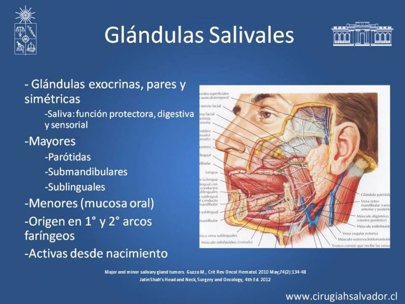 Diapositiva 1 de Tumores de Glándulas Salivales