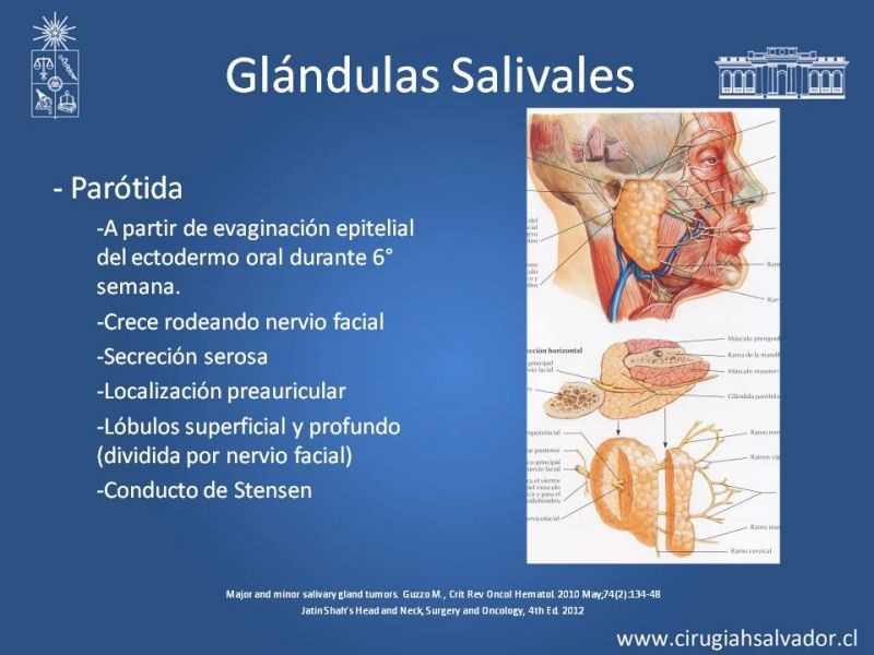 Diapositiva 2 de Tumores de Glándulas Salivales