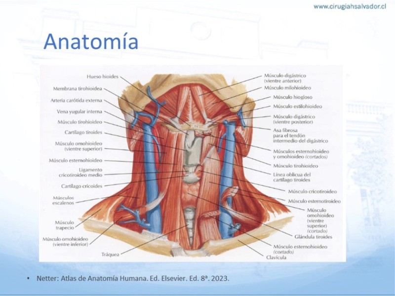 Diapositiva 8 de Disección Ganglionar Cervical: Historia y Bases Anatómicas