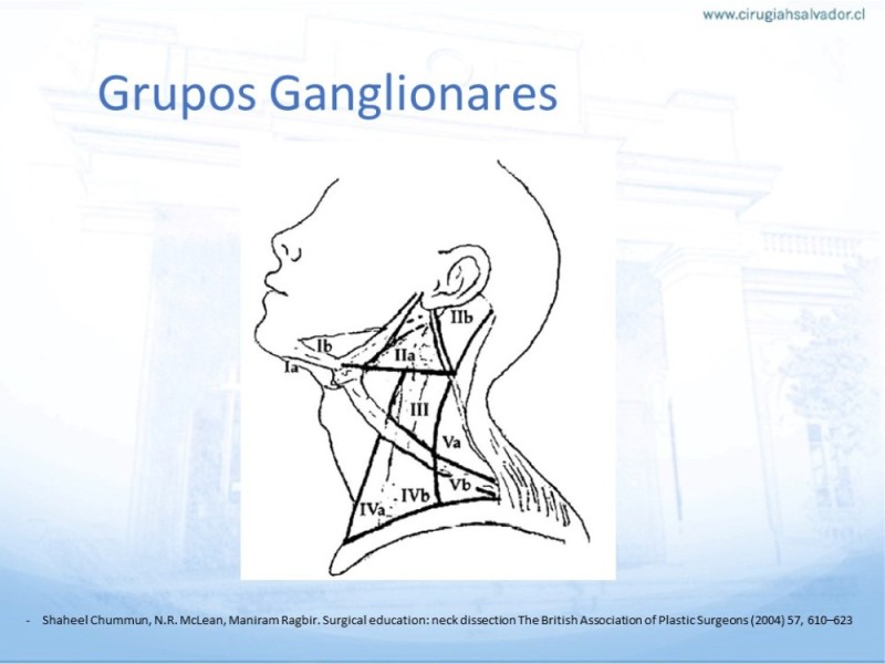 Diapositiva 12 de Disección Ganglionar Cervical: Historia y Bases Anatómicas