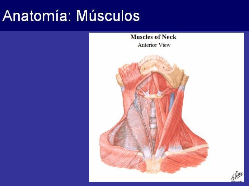Diapositiva 5 de Trauma Cervical Penetrante