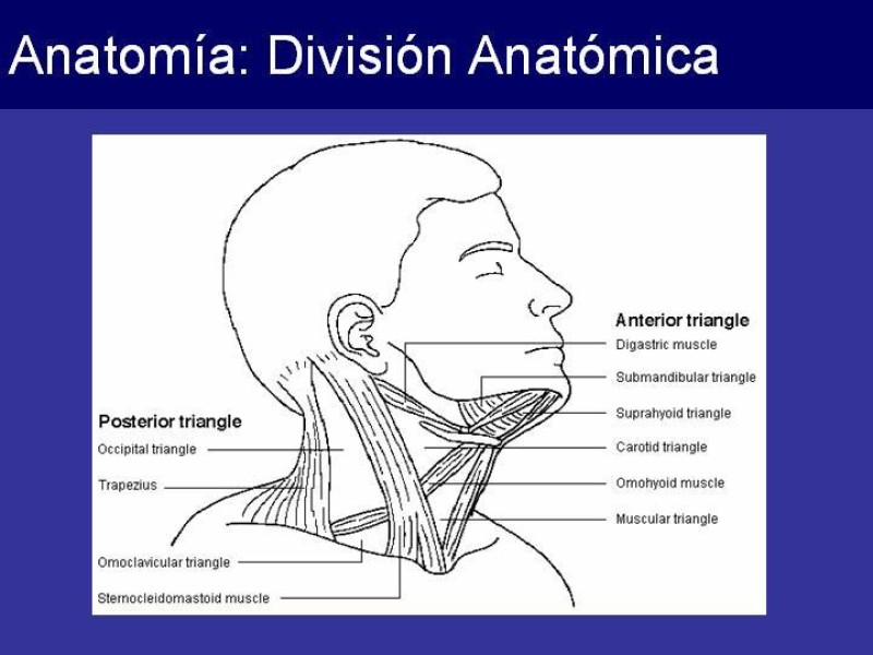 Diapositiva 4 de Trauma Cervical Penetrante