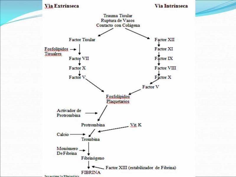 Diapositiva 1 de Actualización en tratamiento anticoagulante