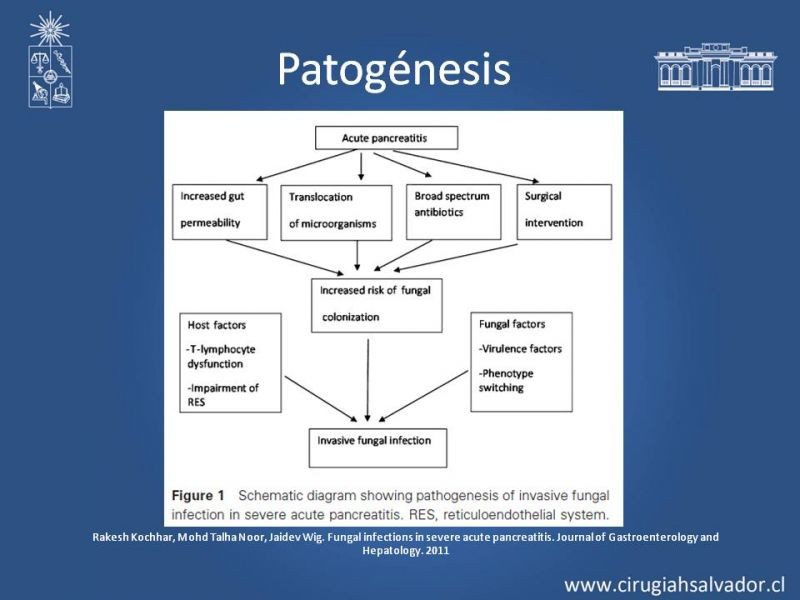 Diapositiva 16 de Antibióticos y antifúngicos en Pancreatitis: Indicaciones y tratamiento