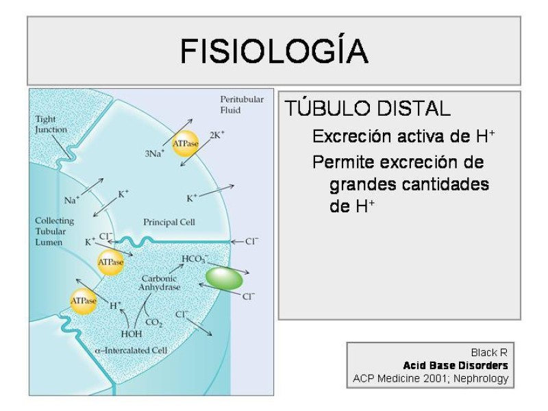 Diapositiva 4 de Trastorno Acido / Base