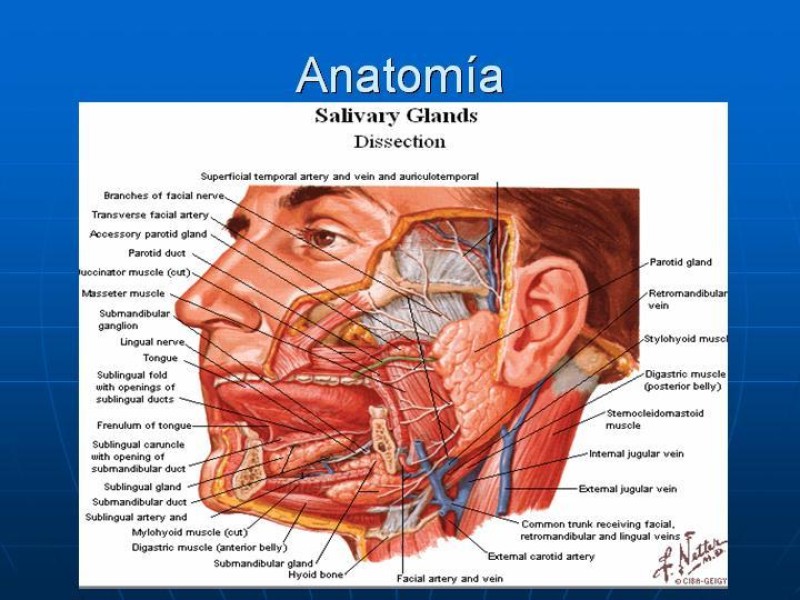 Diapositiva 2 de Tumores de las Glándulas Parótidas