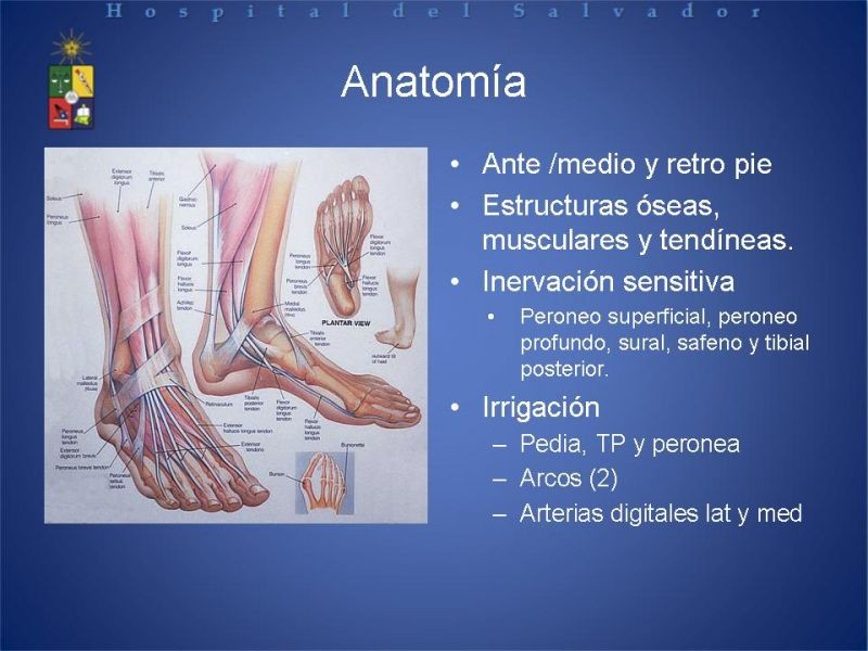 Diapositiva 17 de Amputaciones de extremidades inferiores