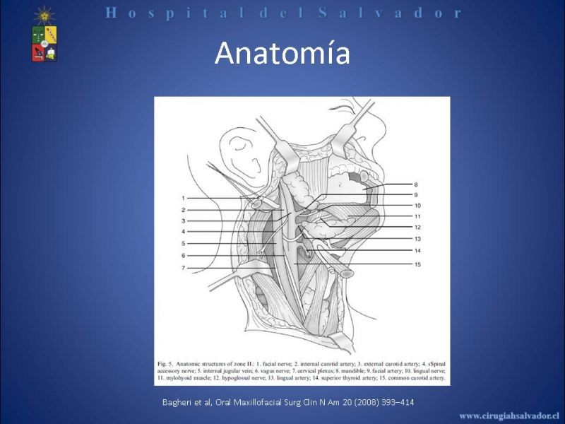 Diapositiva 6 de Trauma Vascular Cervical