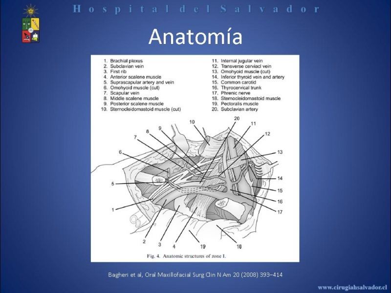 Diapositiva 5 de Trauma Vascular Cervical