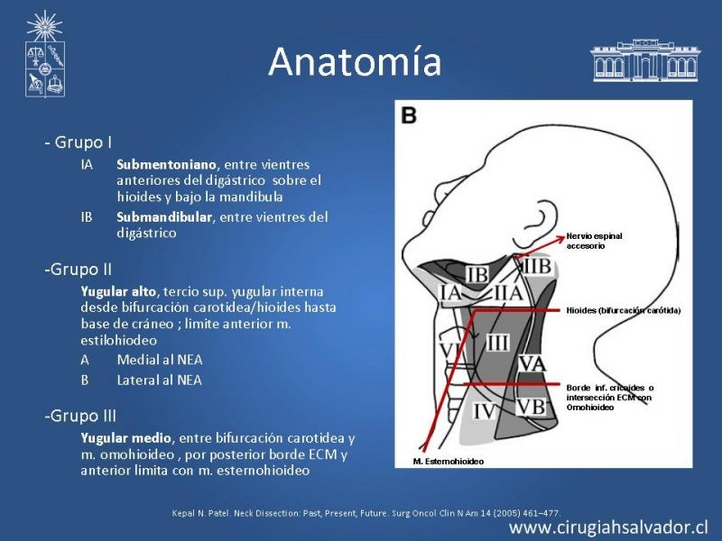 Diapositiva 27 de Tumores Glándulas Salivares