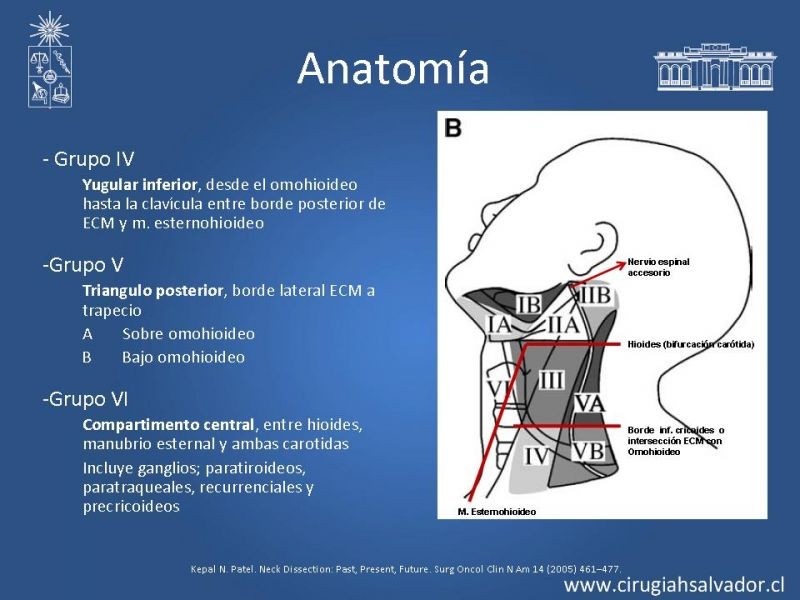 Diapositiva 28 de Tumores Glándulas Salivares