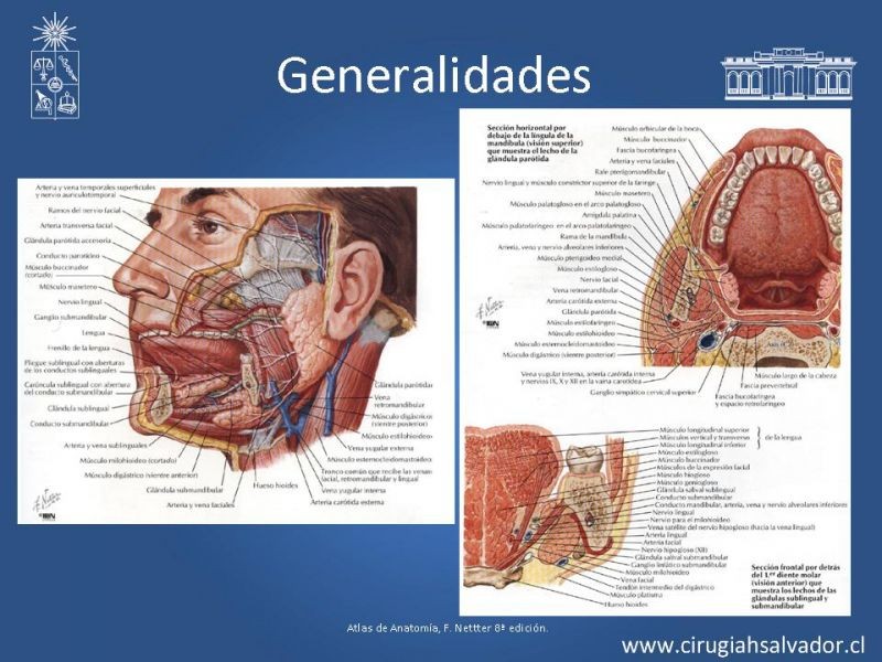 Diapositiva 4 de Tumores Glándulas Salivares