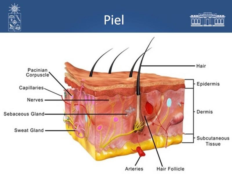 Diapositiva 7 de Injerto dermo-epidérmico: Técnica Quirúrgica 