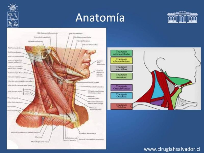 Diapositiva 4 de Trauma Carotídeo