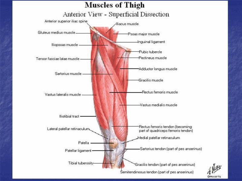 Diapositiva 80 de Abordaje Quirúrgico Vasculares