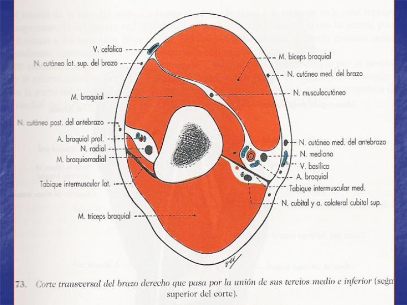 Diapositiva 64 de Abordaje Quirúrgico Vasculares