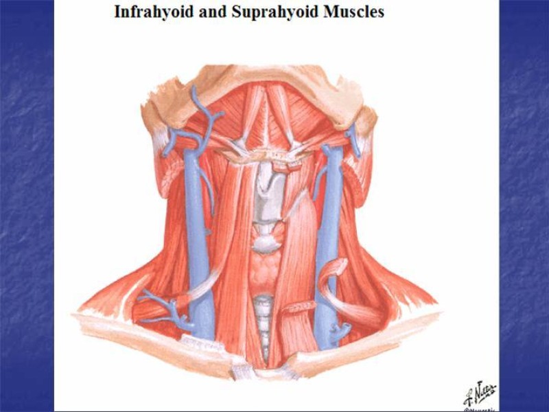 Diapositiva 39 de Abordaje Quirúrgico Vasculares