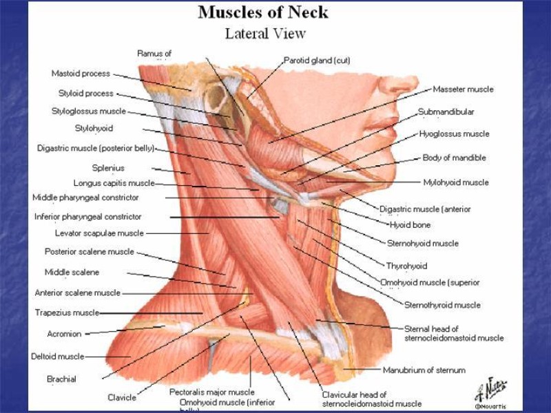 Diapositiva 16 de Abordaje Quirúrgico Vasculares