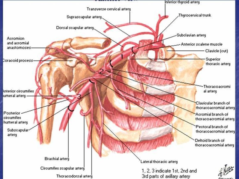 Diapositiva 51 de Abordaje Quirúrgico Vasculares