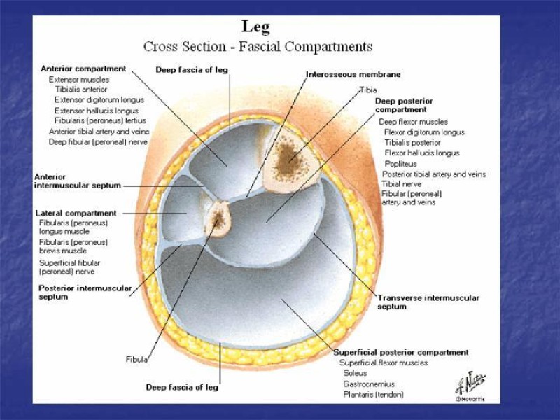 Diapositiva 88 de Abordaje Quirúrgico Vasculares
