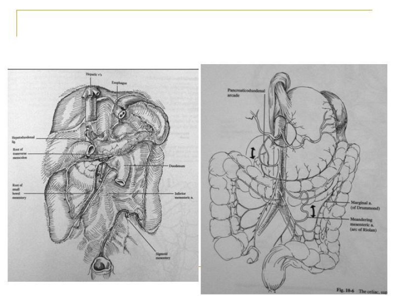 Diapositiva 62 de Accesos vasculares Abdominales