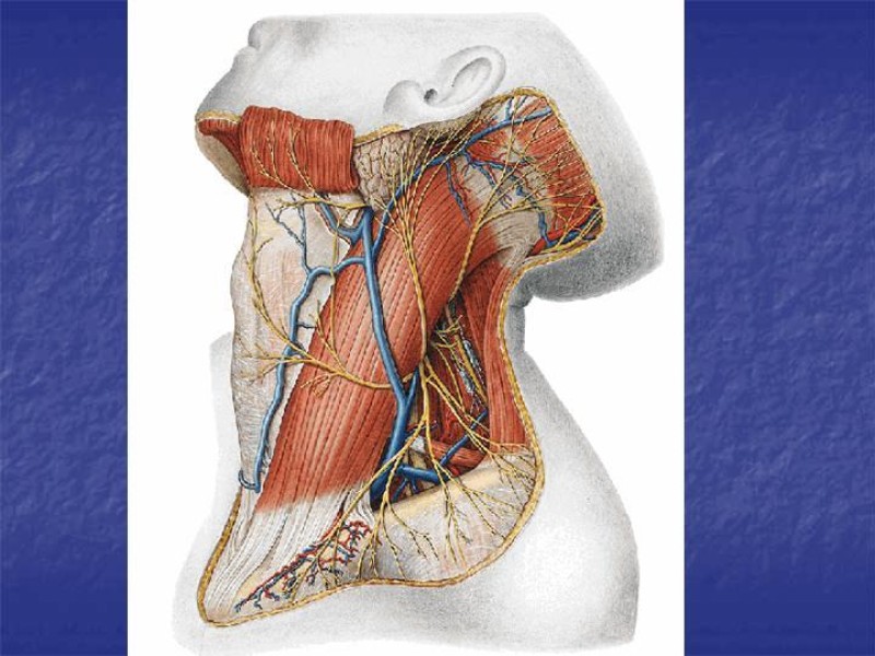 Diapositiva 18 de Abordaje Quirúrgico Vasculares