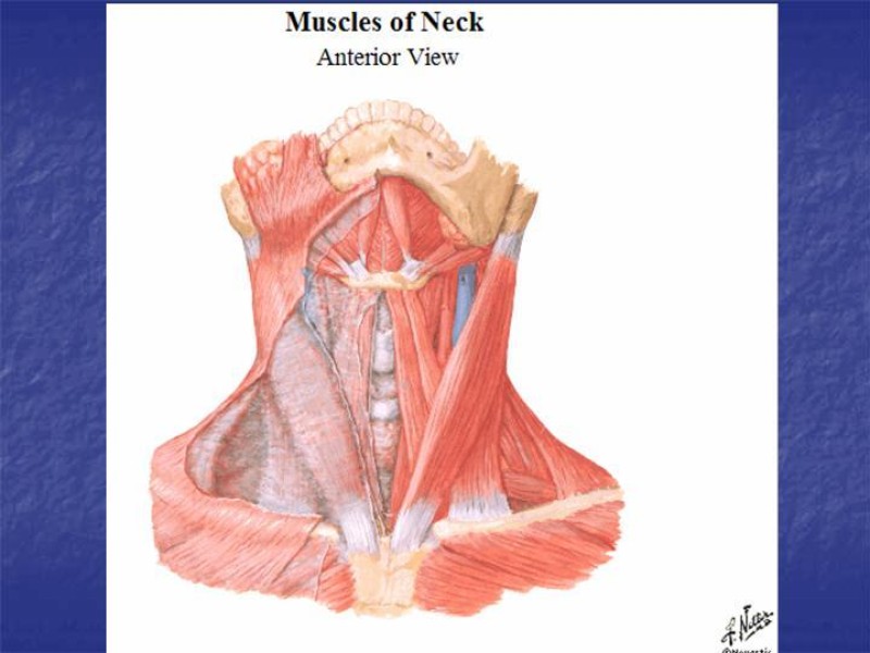 Diapositiva 14 de Abordaje Quirúrgico Vasculares