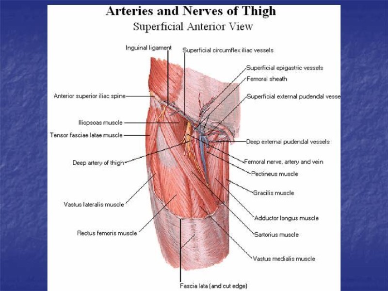 Diapositiva 81 de Abordaje Quirúrgico Vasculares
