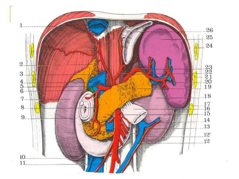 Diapositiva 3 de Accesos vasculares Abdominales