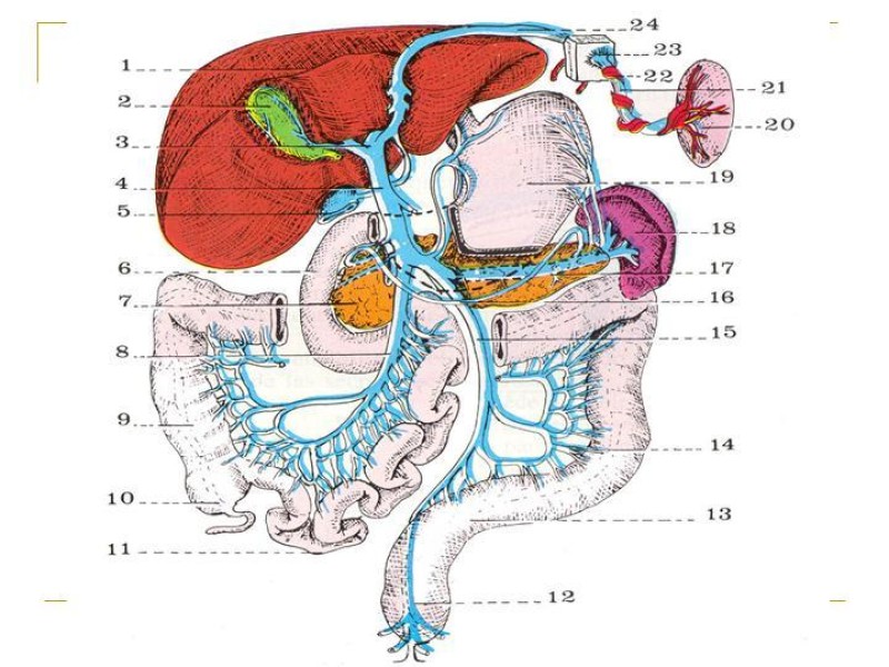 Diapositiva 6 de Accesos vasculares Abdominales