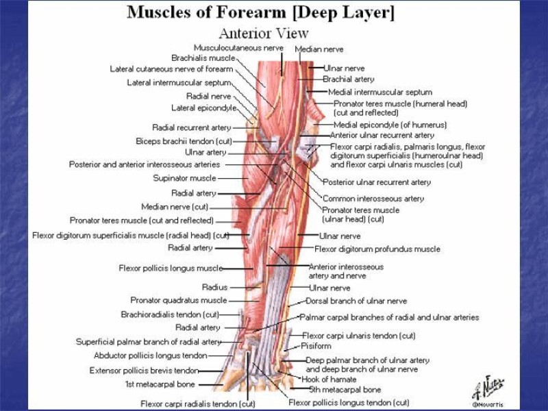 Diapositiva 71 de Abordaje Quirúrgico Vasculares