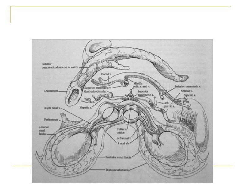 Diapositiva 83 de Accesos vasculares Abdominales