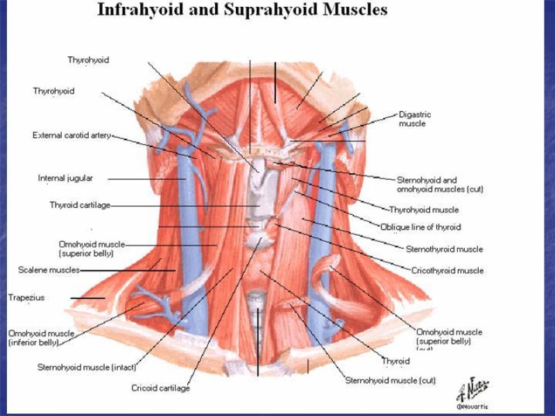 Diapositiva 21 de Abordaje Quirúrgico Vasculares