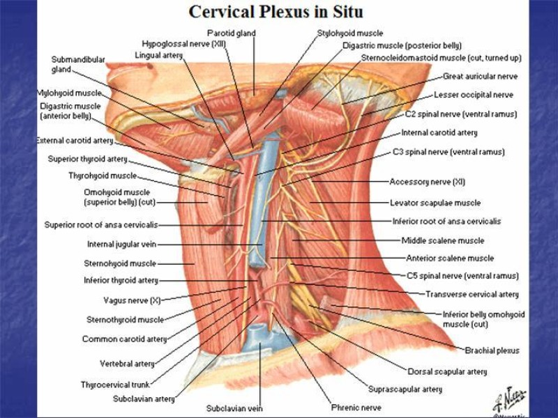 Diapositiva 22 de Abordaje Quirúrgico Vasculares