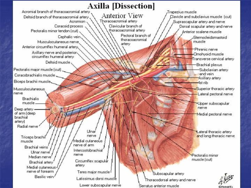 Diapositiva 52 de Abordaje Quirúrgico Vasculares