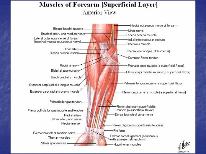 Diapositiva 69 de Abordaje Quirúrgico Vasculares