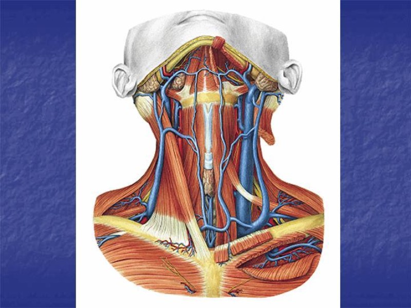 Diapositiva 17 de Abordaje Quirúrgico Vasculares