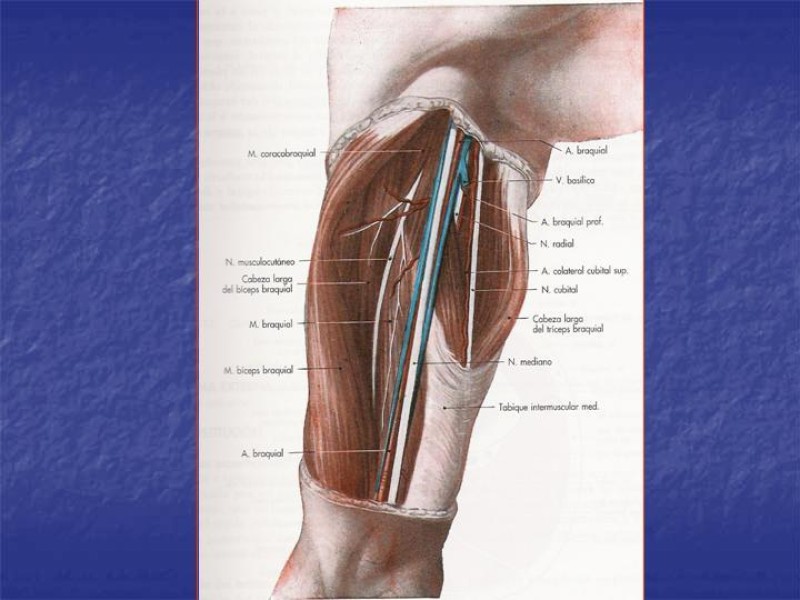 Diapositiva 61 de Abordaje Quirúrgico Vasculares