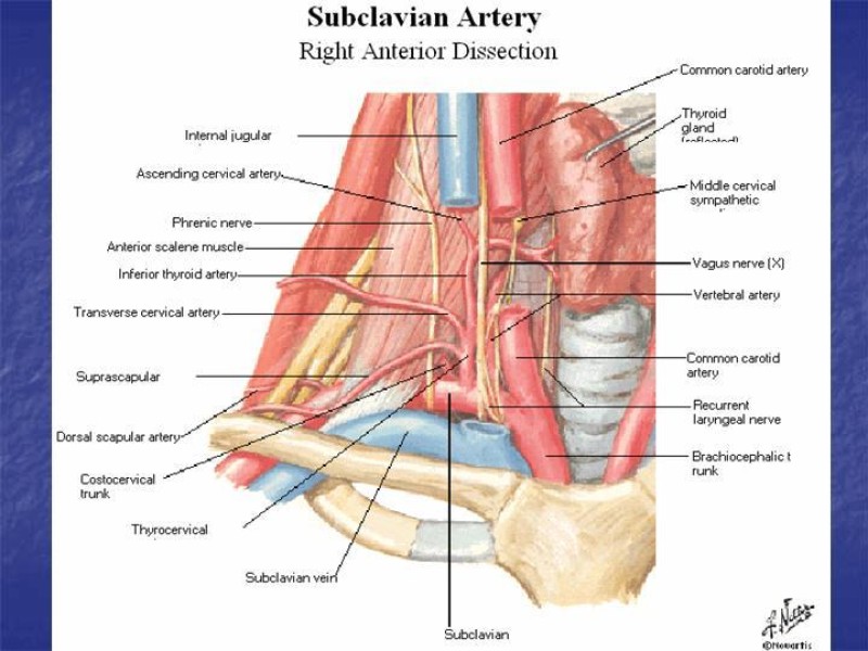 Diapositiva 23 de Abordaje Quirúrgico Vasculares