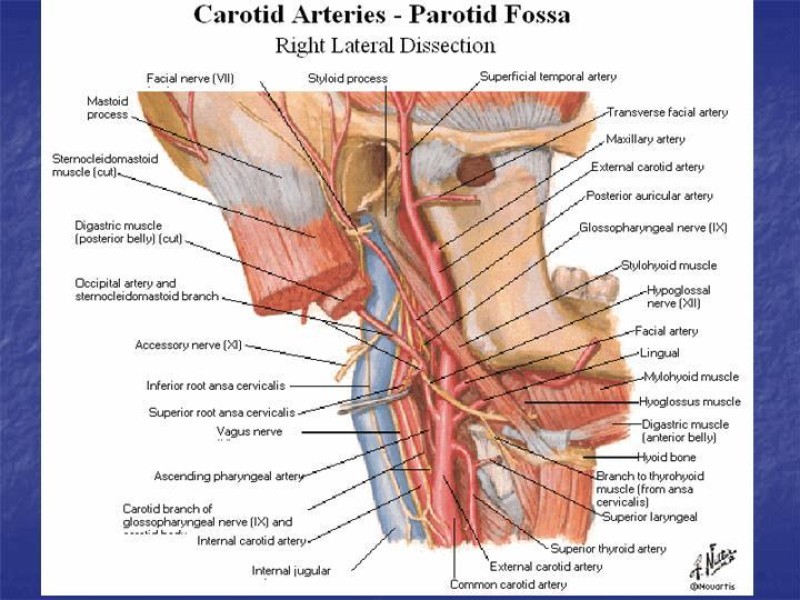Diapositiva 24 de Abordaje Quirúrgico Vasculares
